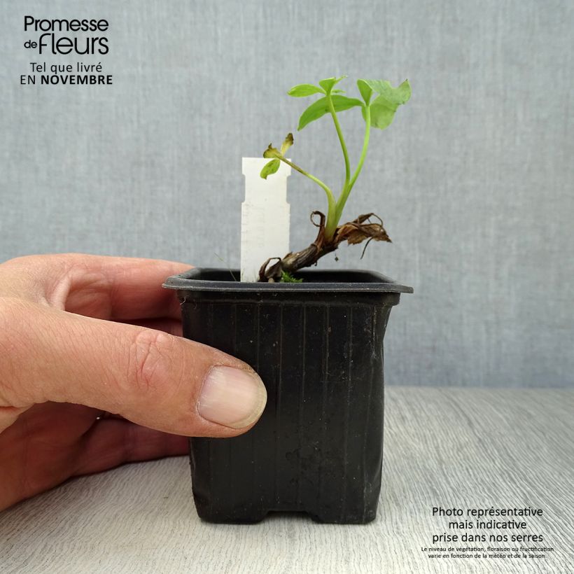 Esimerkki syksyllä toimitetusta Raate - Menyanthes trifoliata 8/9 cm taimiruukku-taimesta