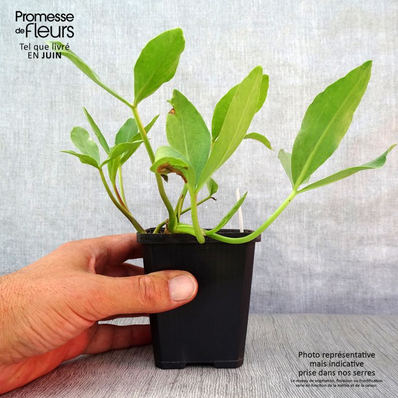 Esimerkki kesällä toimitetusta Raate - Menyanthes trifoliata Taimiruukku 8/9 cm-taimesta