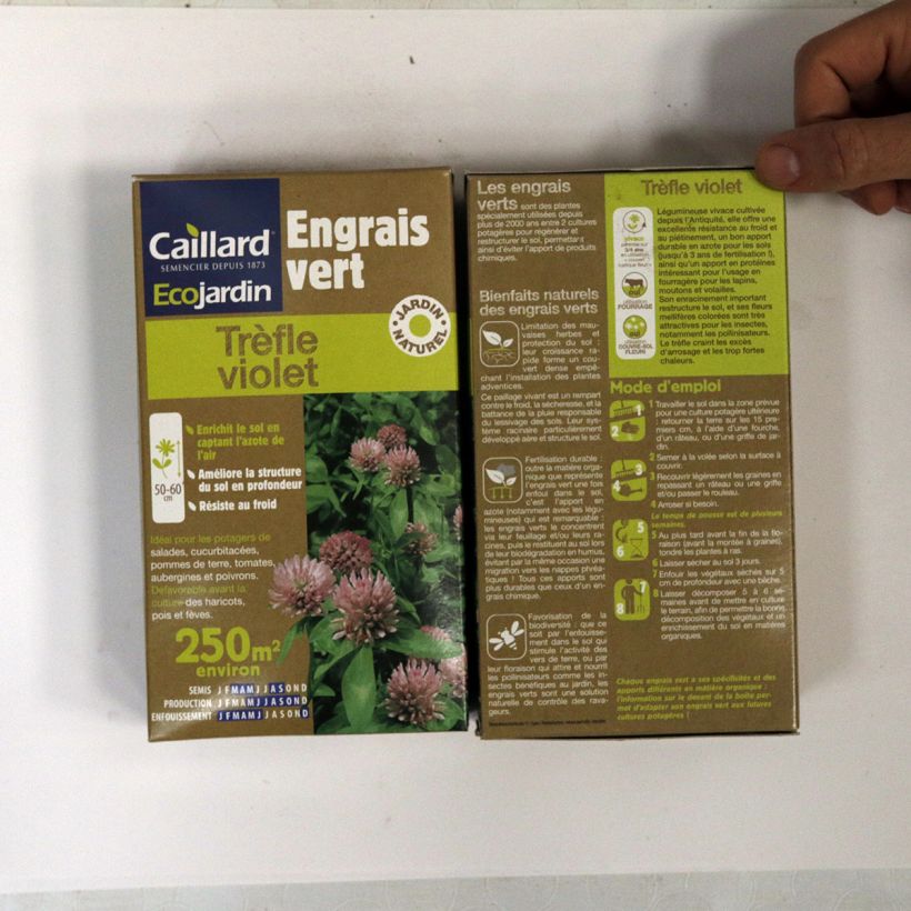 Esimerkki toimitetusta Puna-apila 250 m² - Trifolium pratense Siemenet-taimesta