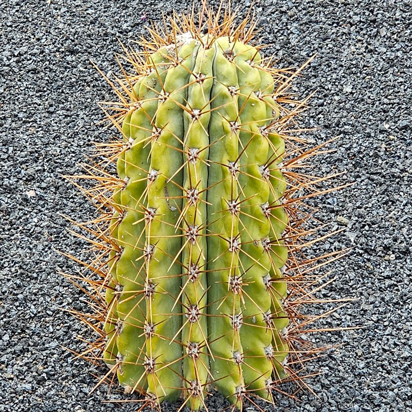 Leucostele terscheckii (Kasvutapa)