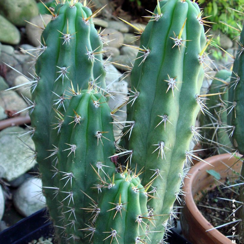 Trichocereus cuzcoensis (Lehvistö)