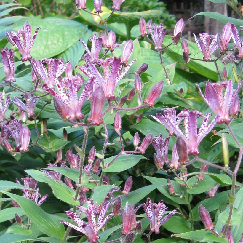Karvakonnanlilja Sinonome (Kukinta)