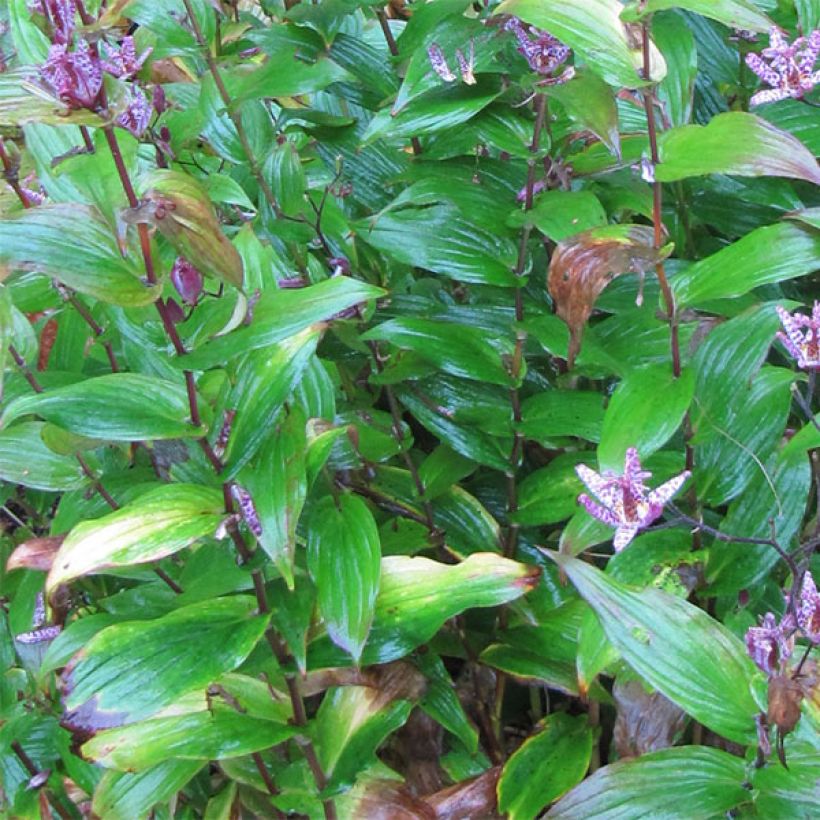 Kannuskonnanlilja - Tricyrtis formosana (Lehvistö)