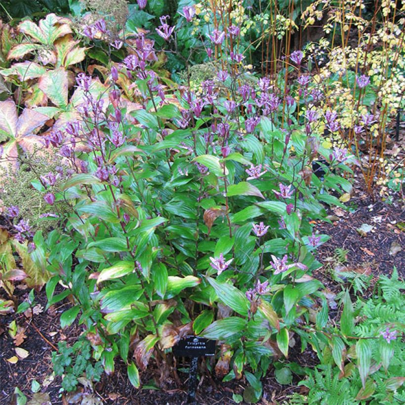 Kannuskonnanlilja - Tricyrtis formosana (Kasvutapa)
