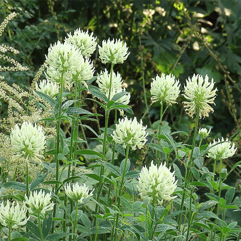 Kalvasapila - Trifolium ochroleucon (Kukinta)