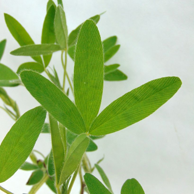 Kalvasapila - Trifolium ochroleucon (Lehvistö)