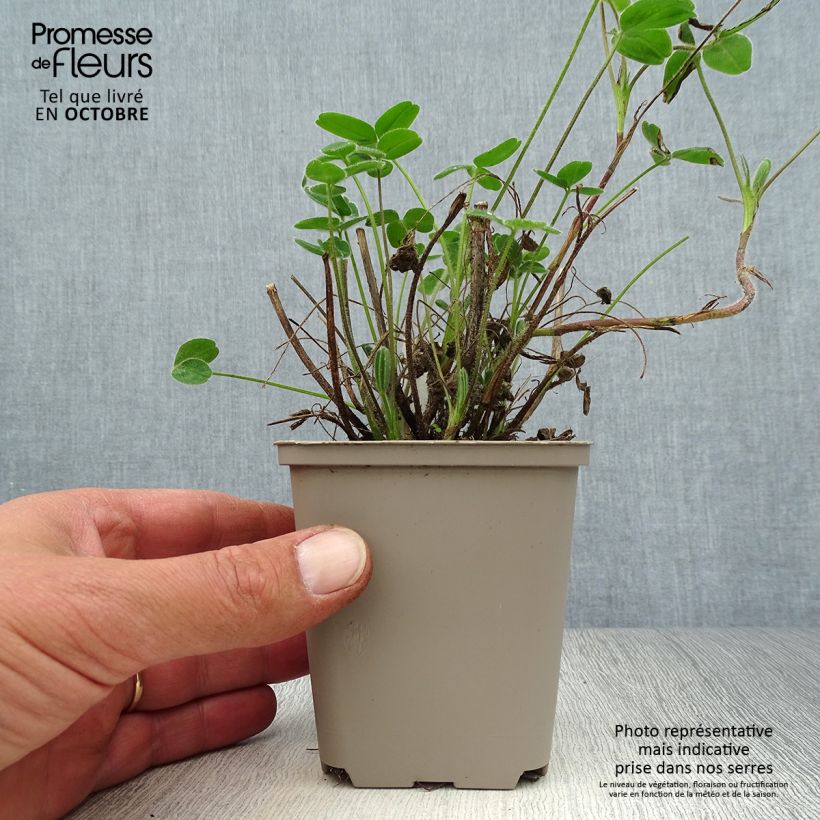 Esimerkki syksyllä toimitetusta Kalvasapila - Trifolium ochroleucon 8/9 cm taimiruukku-taimesta