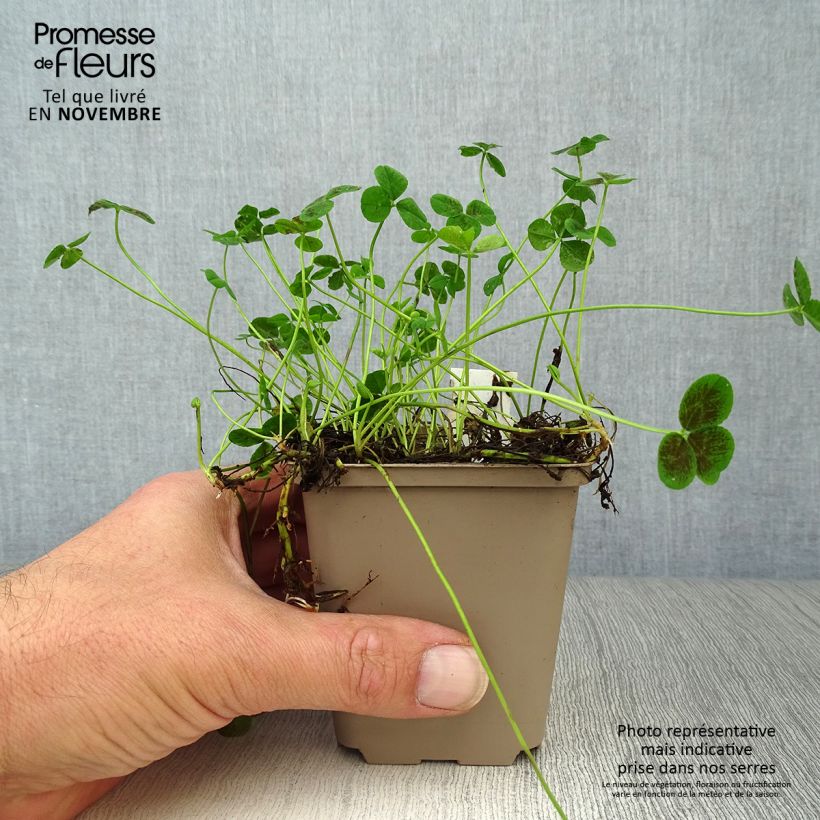 Esimerkki syksyllä toimitetusta Valkoapila Pentaphyllum 8/9 cm taimiruukku-taimesta