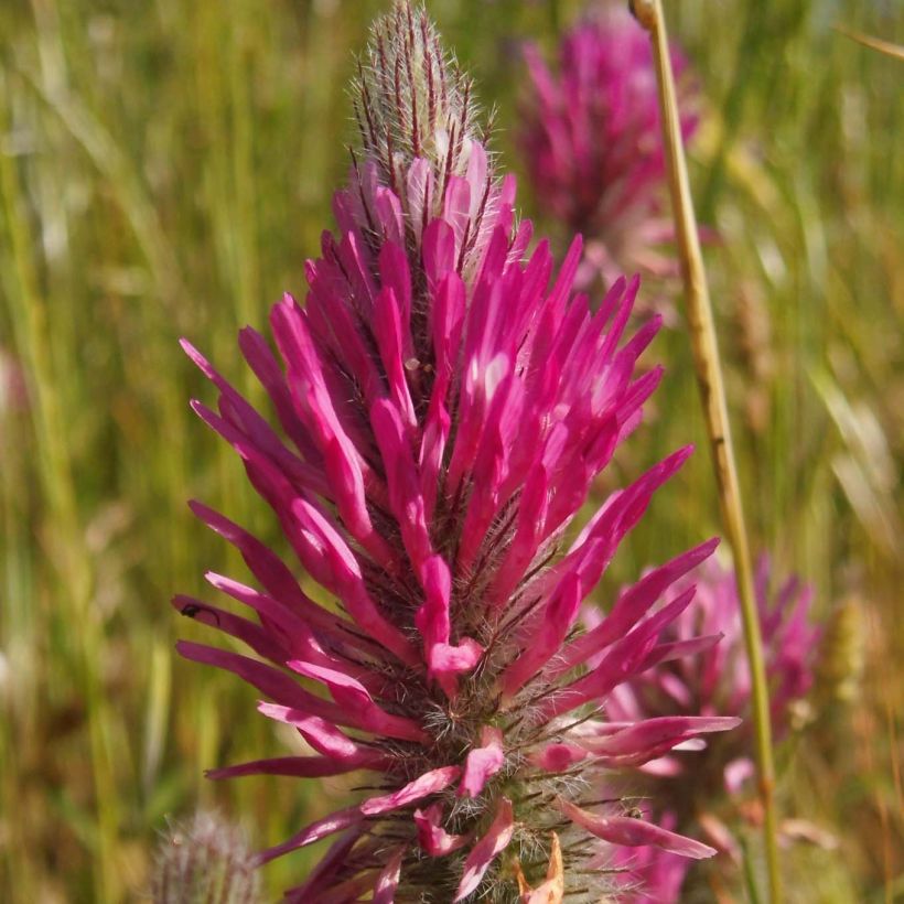 Rusoapila - Trifolium rubens (Kukinta)