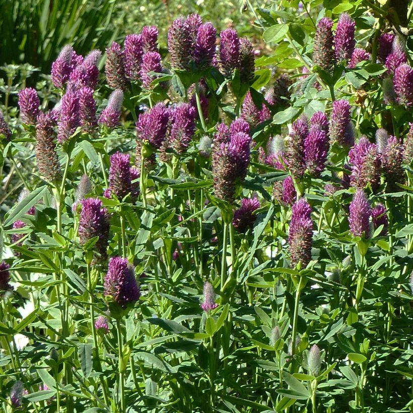 Rusoapila - Trifolium rubens (Kasvutapa)
