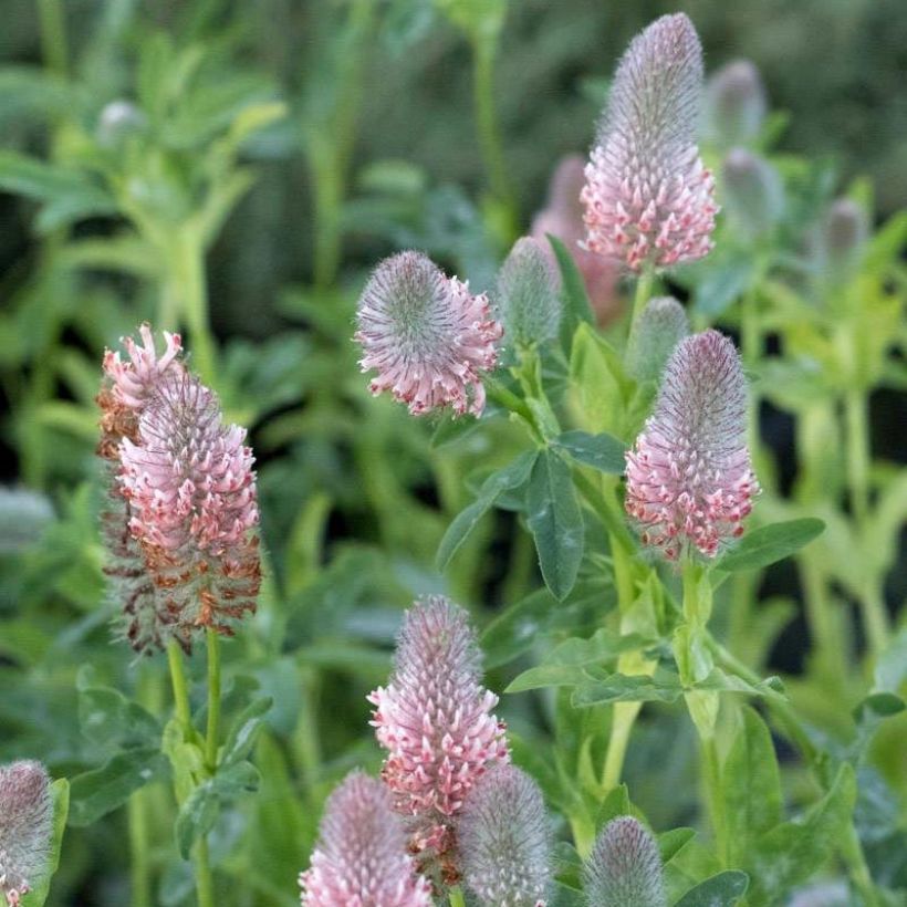 Rusoapila Peachy Pink (Kukinta)