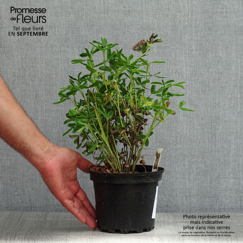 Esimerkki kesällä toimitetusta Rusoapila - Trifolium rubens Pot de 2L/3L-taimesta
