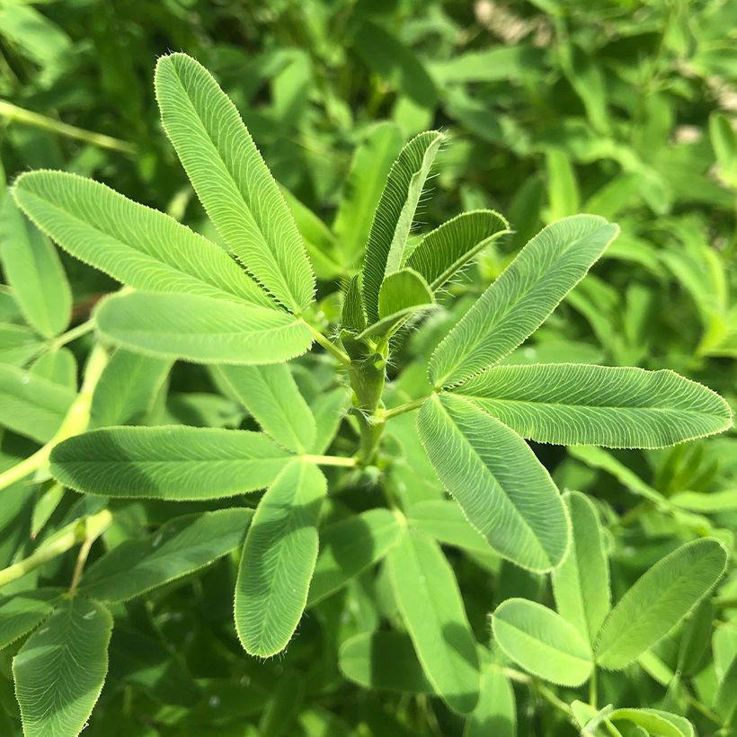 Rusoapila - Trifolium rubens (Lehvistö)