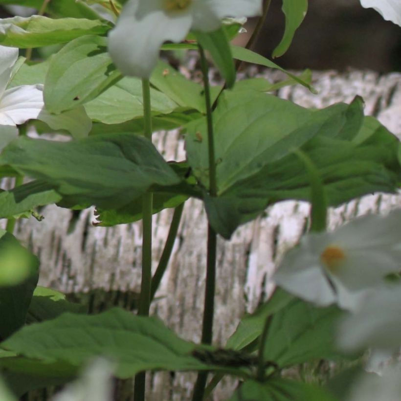 Kolmilehti - Trillium flexipes (Lehvistö)