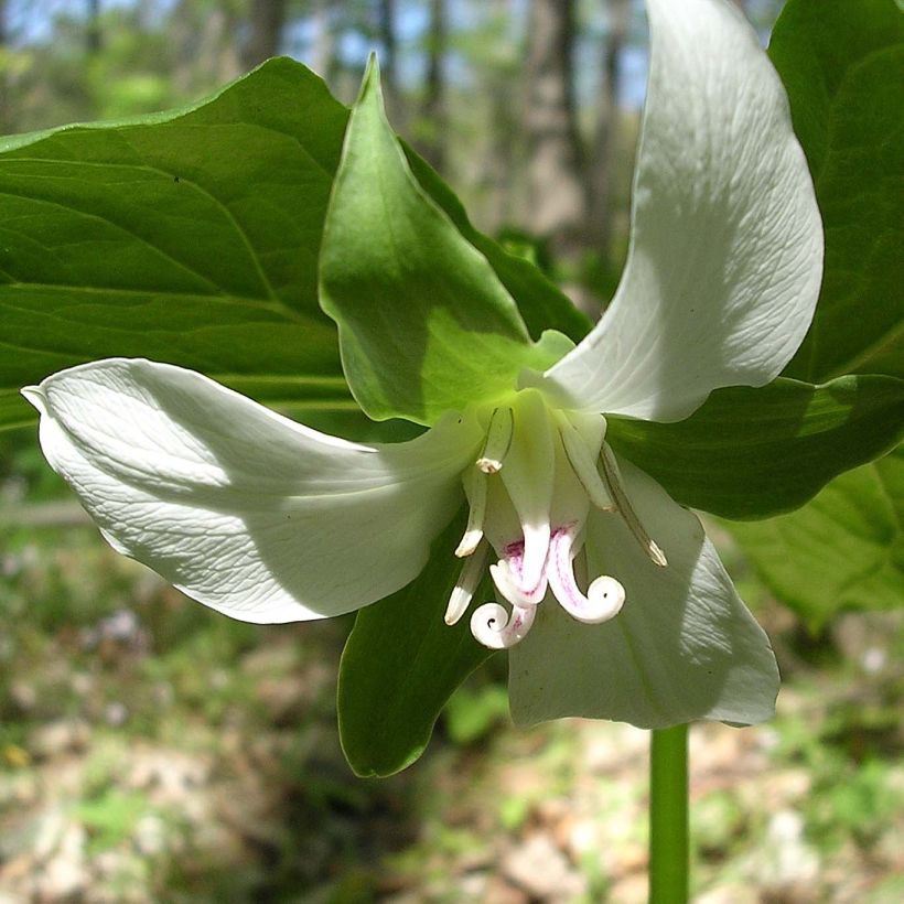 Kolmilehti - Trillium flexipes (Kukinta)