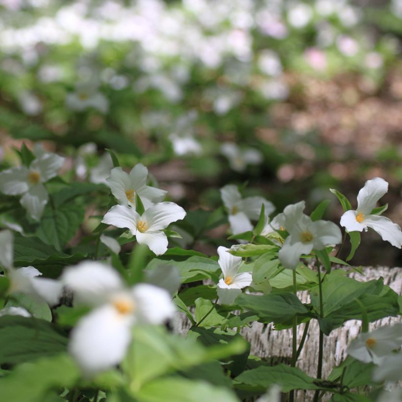 Kolmilehti - Trillium flexipes (Kasvutapa)
