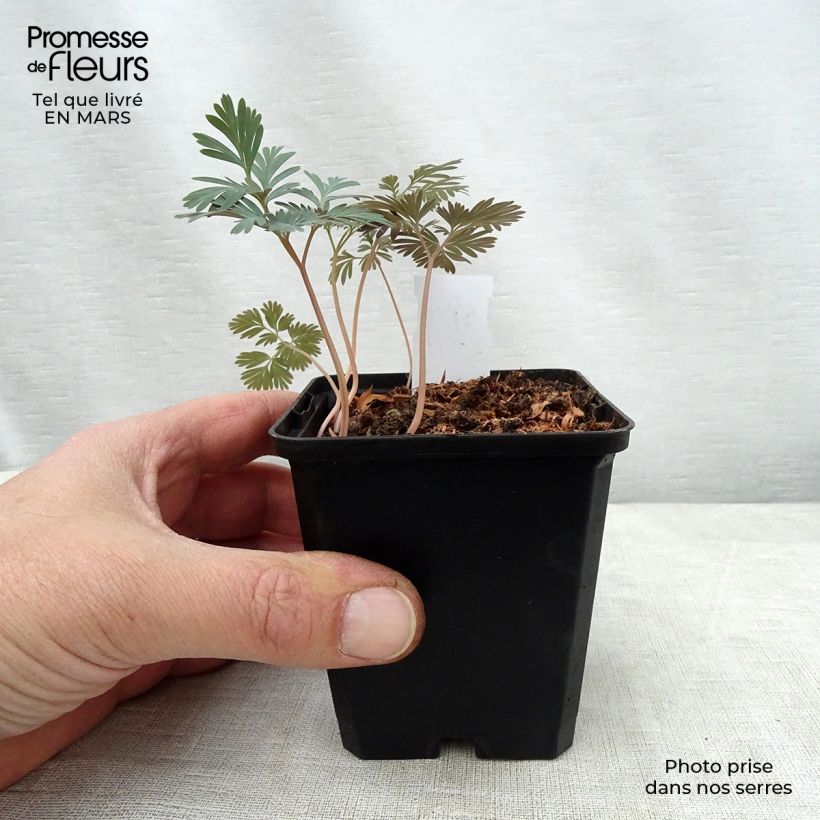 Esimerkki keväällä toimitetusta Kolmilehti - Trillium flexipes Godet de 8/9 cm-taimesta