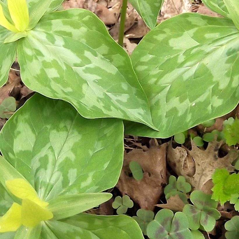 Keltakolmilehti keltainen - Trillium luteum (Lehvistö)