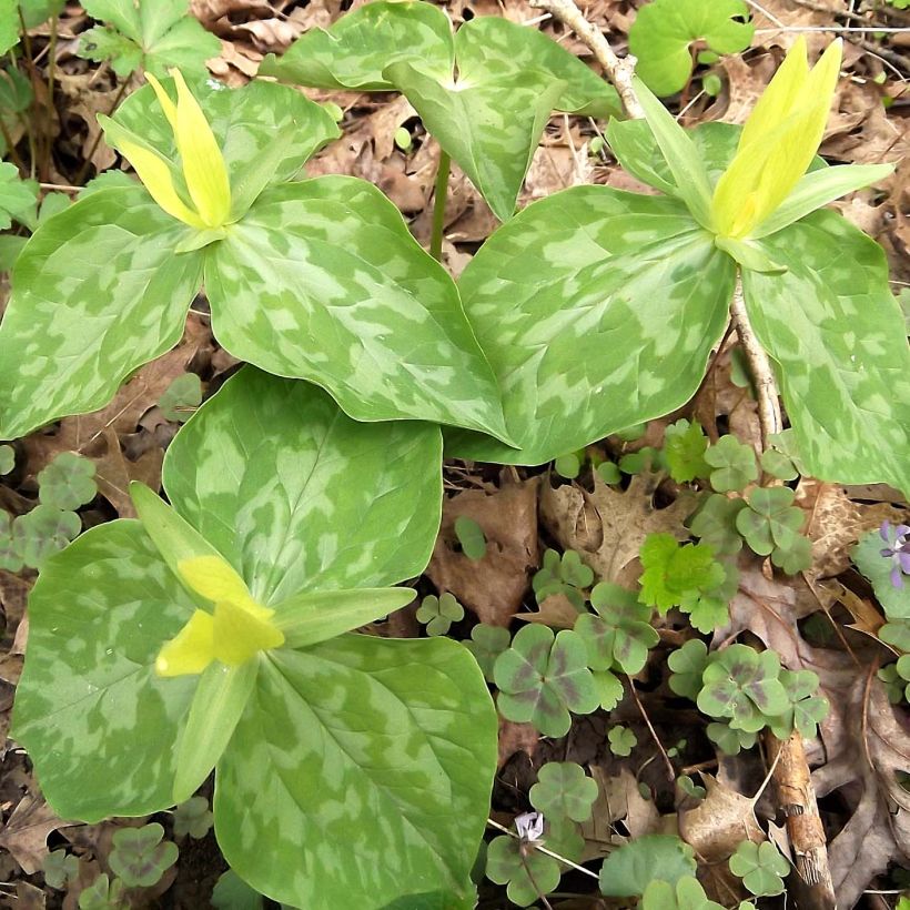 Keltakolmilehti keltainen - Trillium luteum (Kasvutapa)