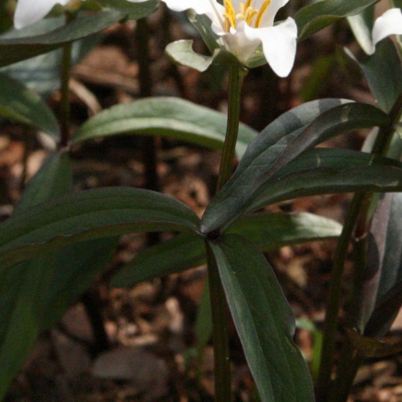 Kolmilehti - Trillium pusillum (Lehvistö)