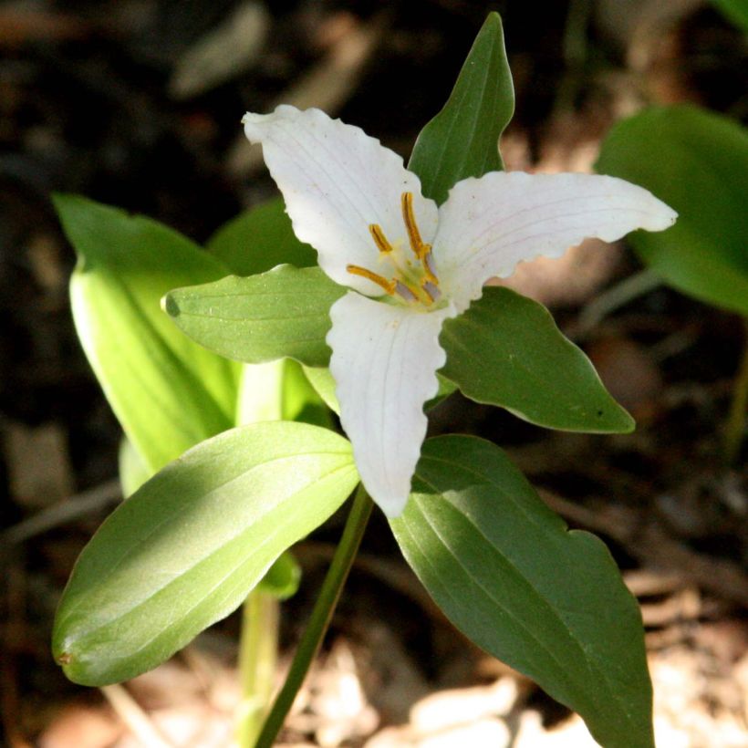 Kolmilehti - Trillium pusillum (Kukinta)