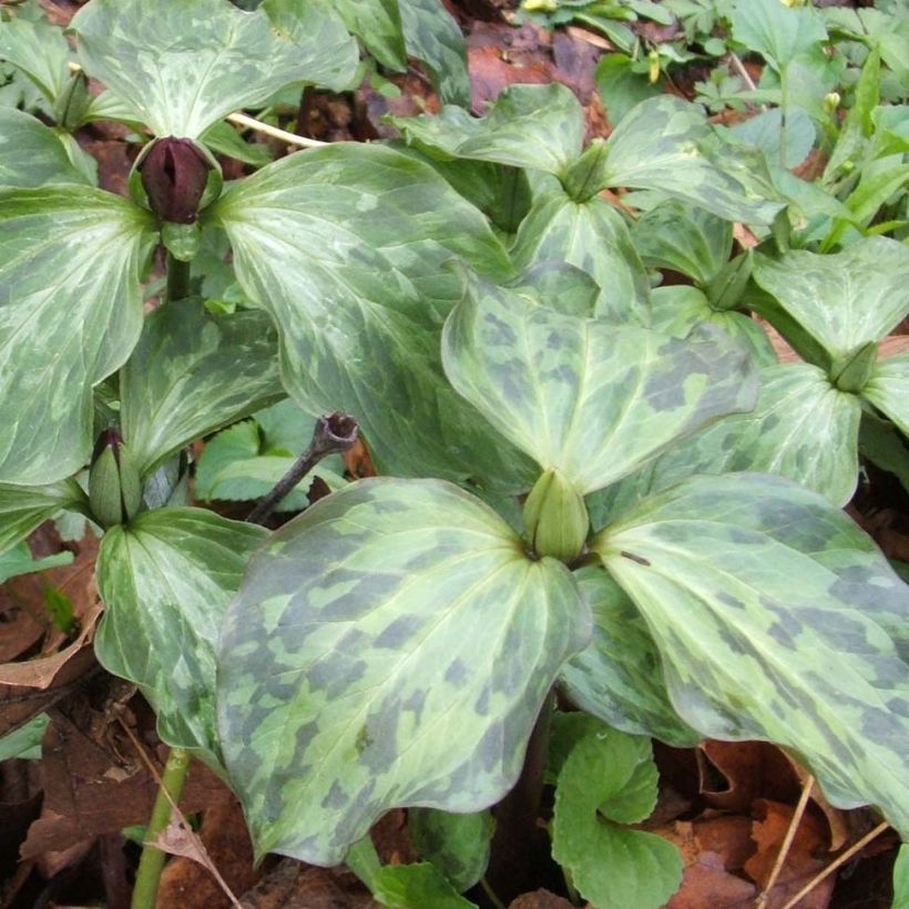 Trillium recurvatum (Lehvistö)