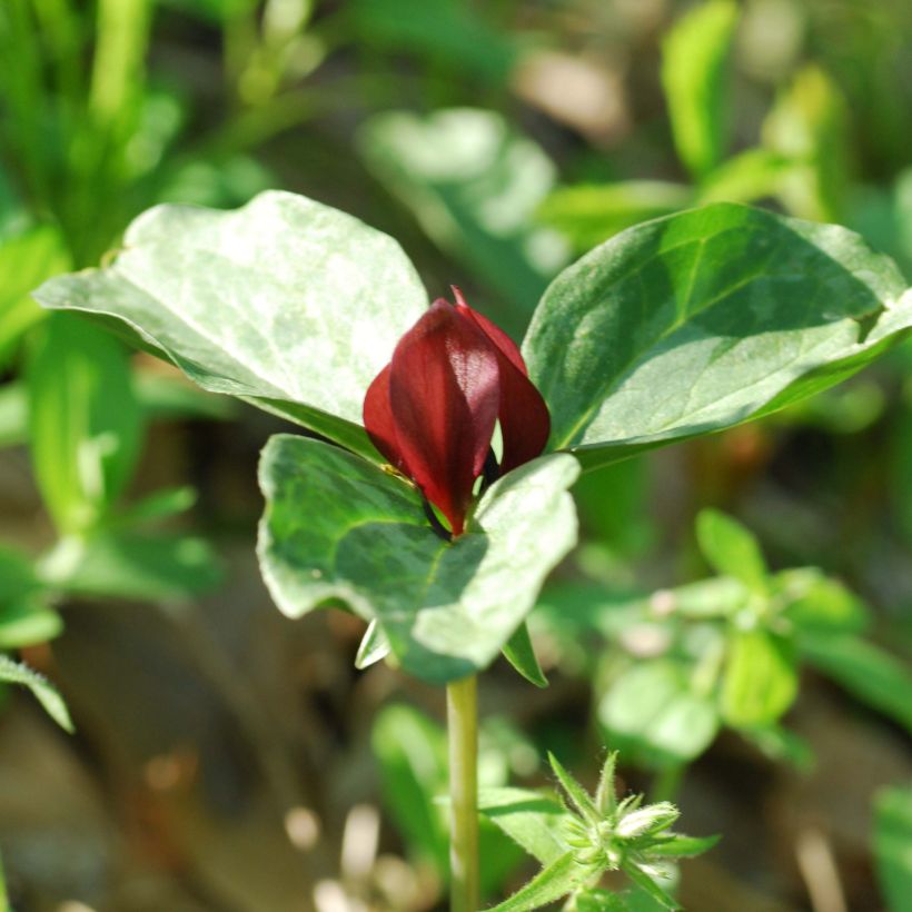 Trillium recurvatum (Kukinta)