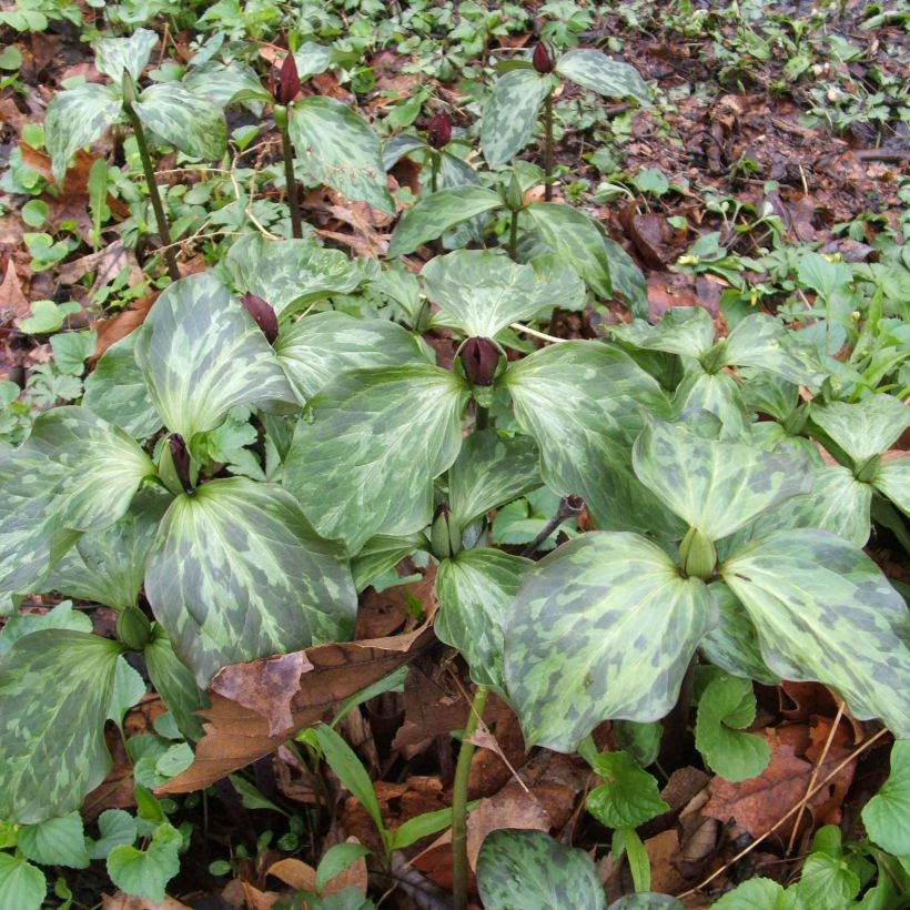 Trillium recurvatum (Kasvutapa)