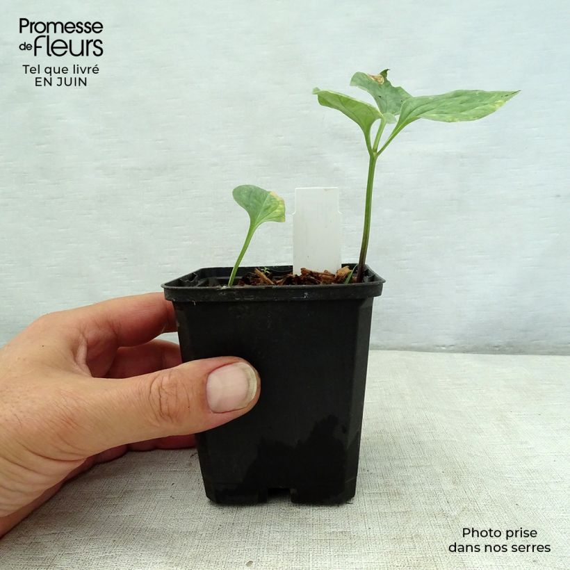 Esimerkki kesällä toimitetusta Trillium recurvatum Taimiruukku 8/9 cm-taimesta