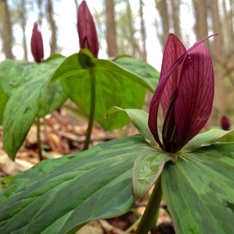 Kastanjakolmilehti - Trillium sessile (Kukinta)