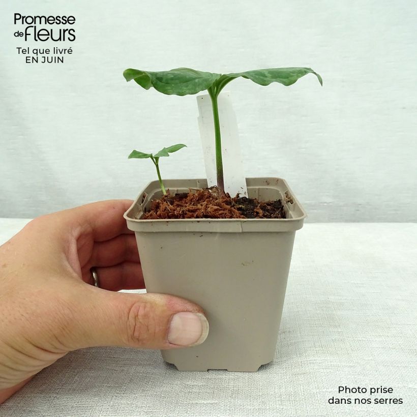 Esimerkki kesällä toimitetusta Kastanjakolmilehti - Trillium sessile Godet de 8/9 cm-taimesta