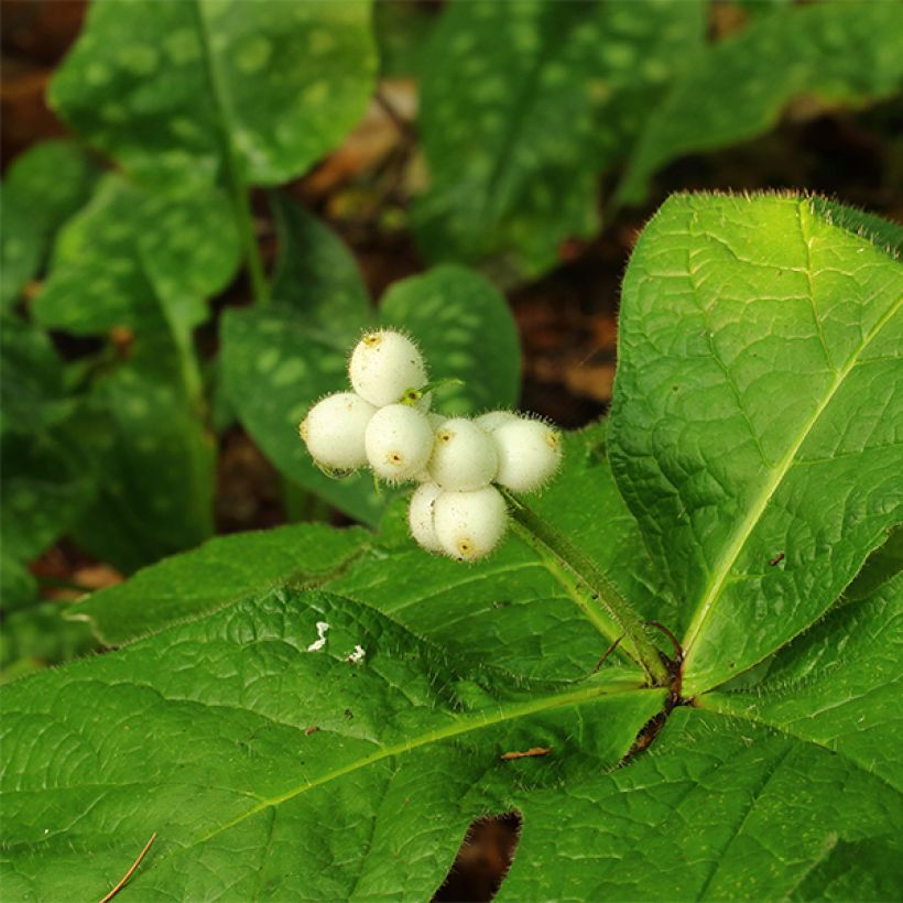 Triosteum pinnatifidum (Kukinta)