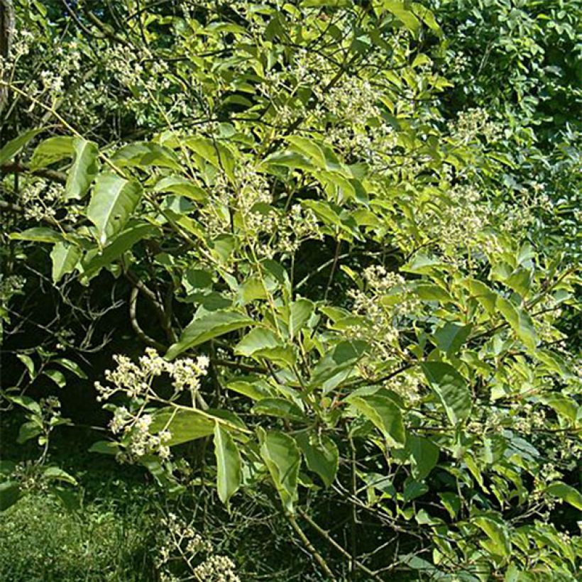 Tripterygium hypoglaucum (Kasvutapa)