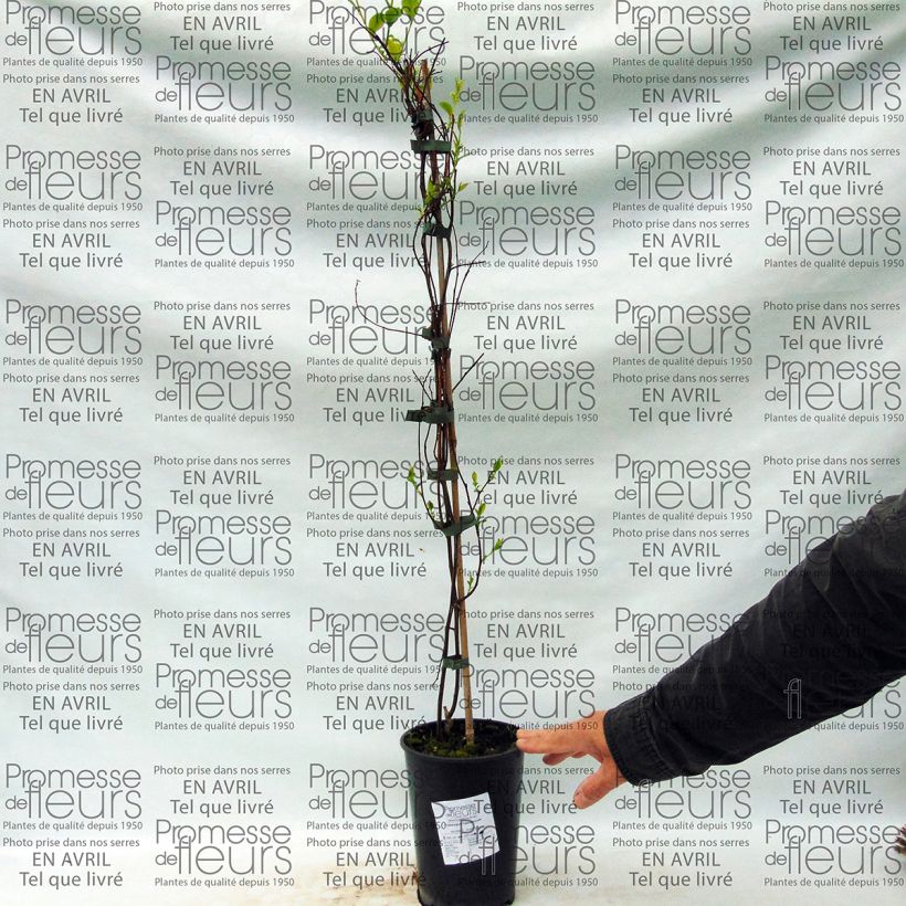 Esimerkki toimitetusta Tripterygium hypoglaucum Pot de 2L/3L-taimesta