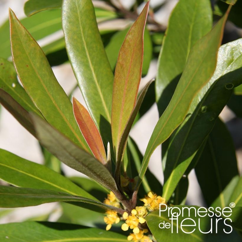 Tristaniopsis laurina (Lehvistö)