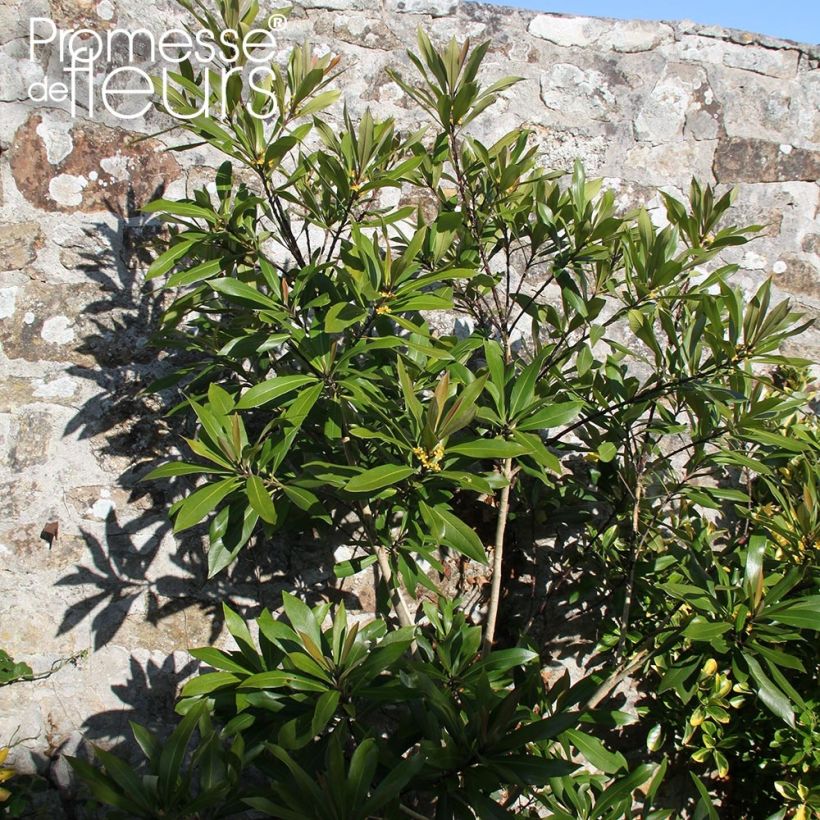Tristaniopsis laurina (Kasvutapa)