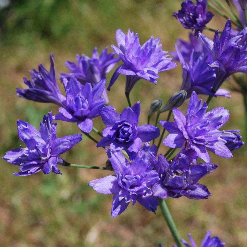 Sinitriteleia Aquarius (Kukinta)