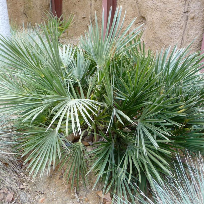 Trithrinax campestris (Lehvistö)