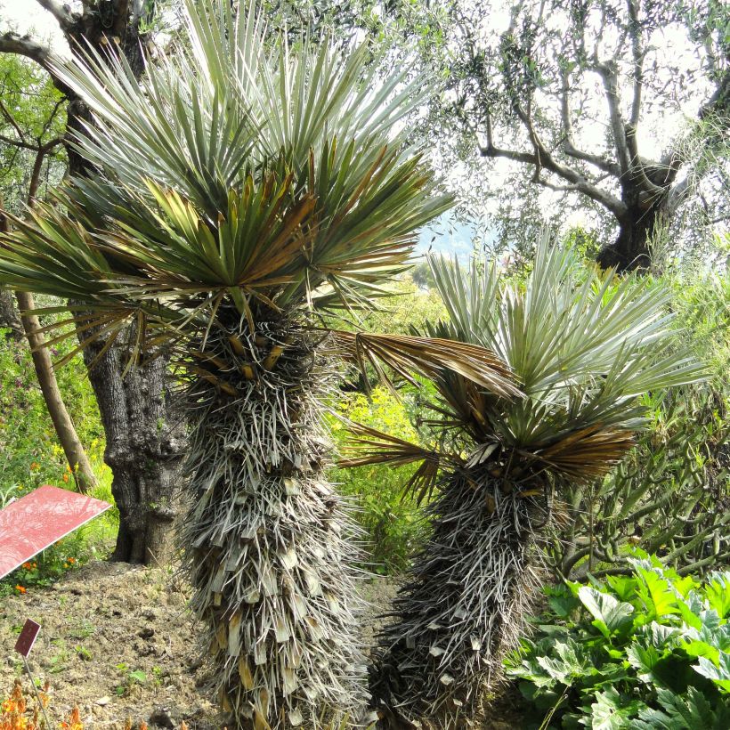Trithrinax campestris (Kasvutapa)