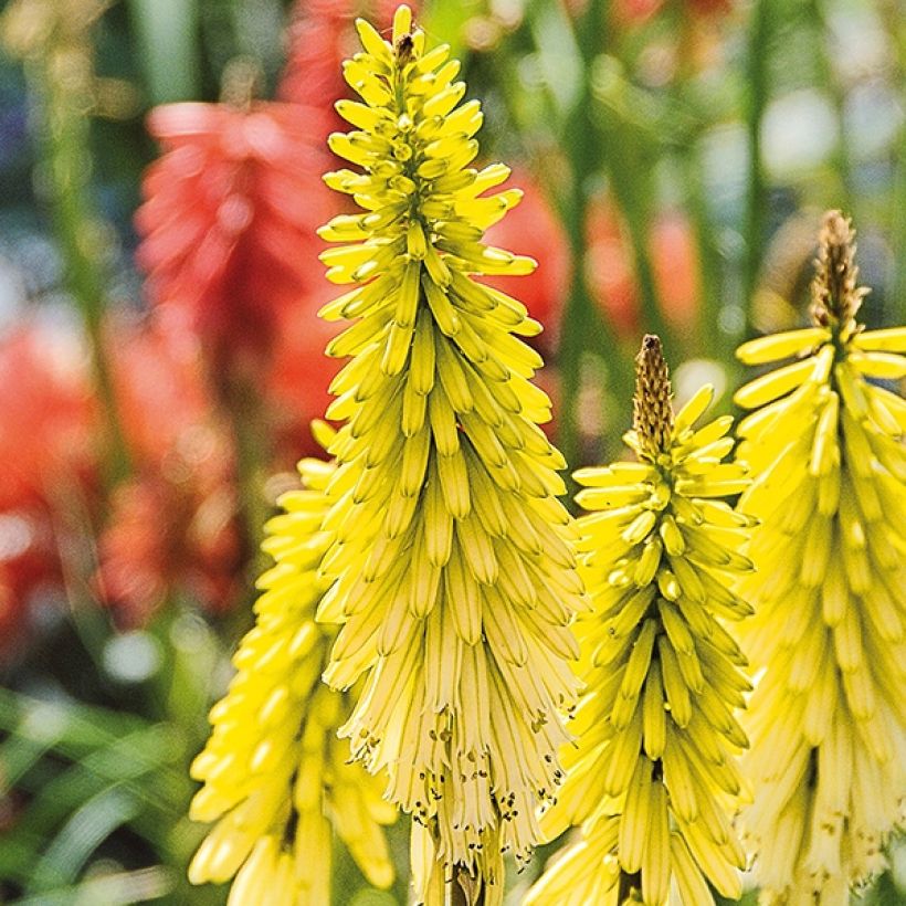 Soihtulilja Lemon Popsicle (Kukinta)
