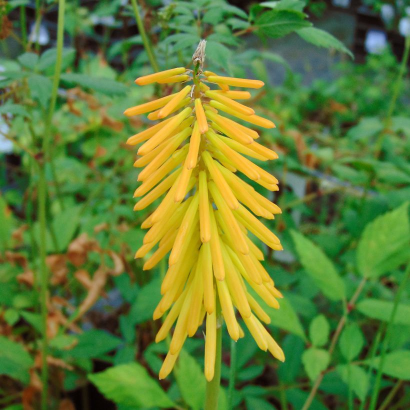 Soihtulilja Mango Popsicle (Kukinta)