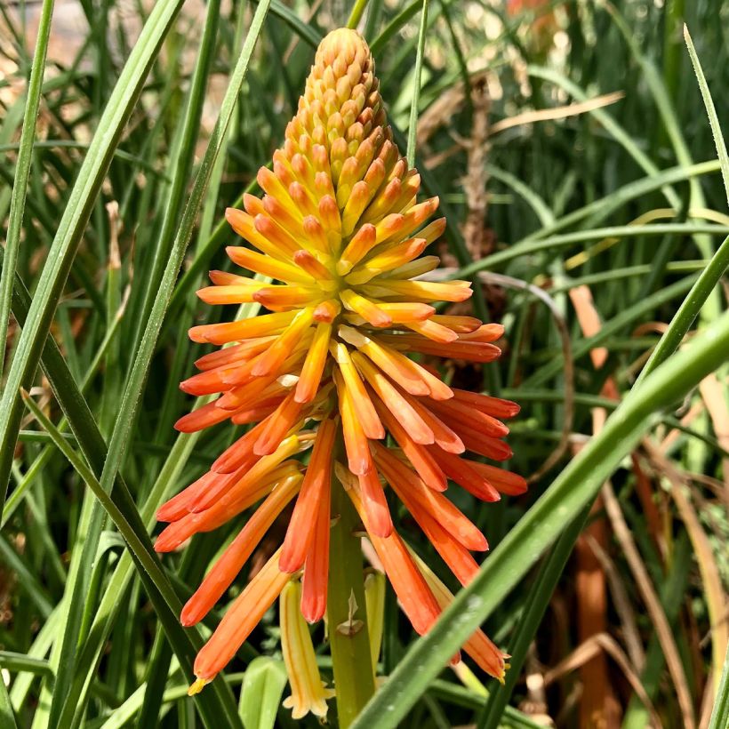 Soihtulilja Papaya Popsicle (Kukinta)
