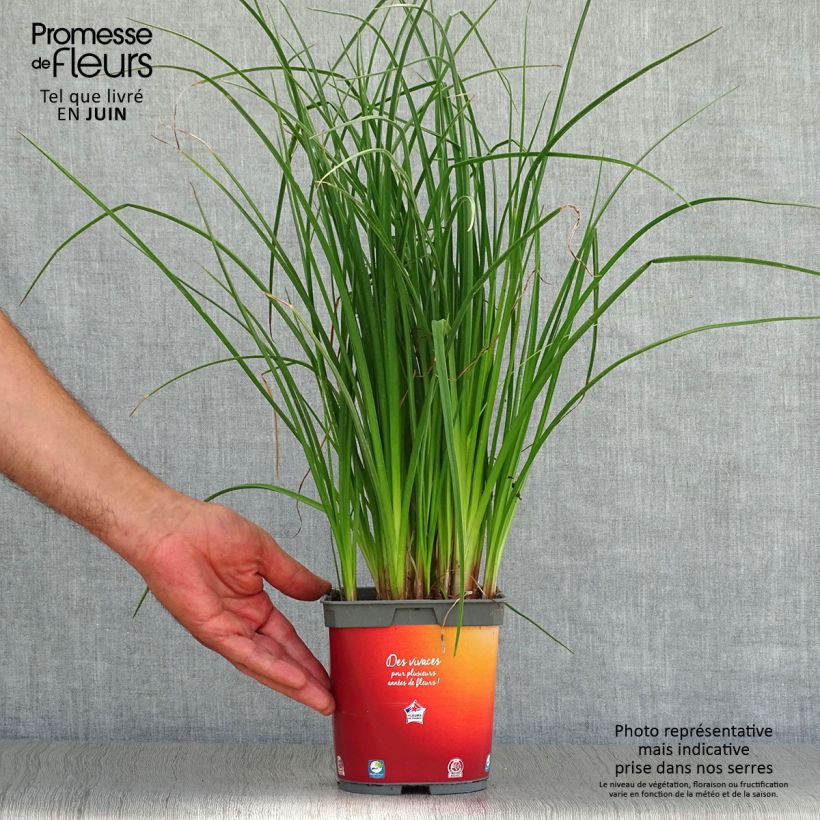 Esimerkki kesällä toimitetusta Soihtulilja Papaya Popsicle Pot de 2L/3L-taimesta