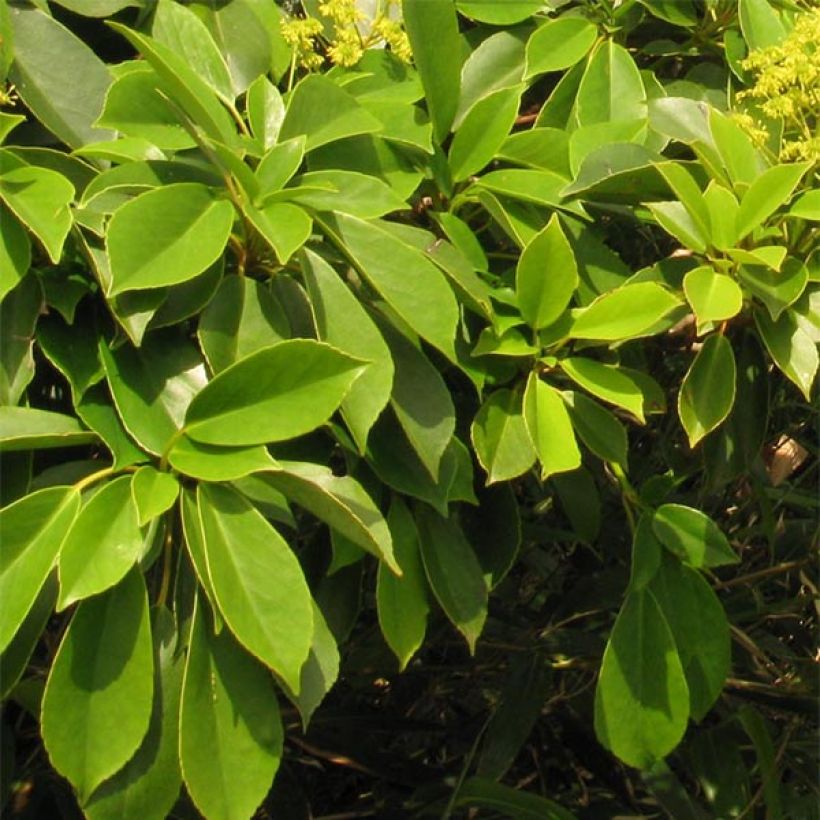Rataspuu - Trochodendron aralioides (Lehvistö)