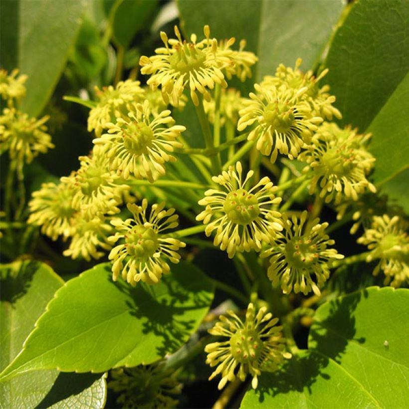 Rataspuu - Trochodendron aralioides (Kukinta)