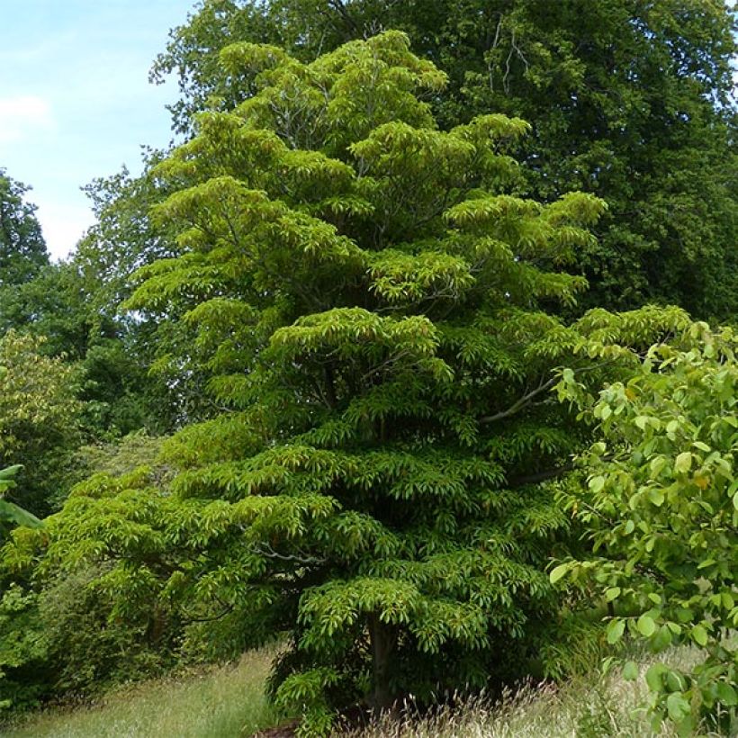 Rataspuu - Trochodendron aralioides (Kasvutapa)