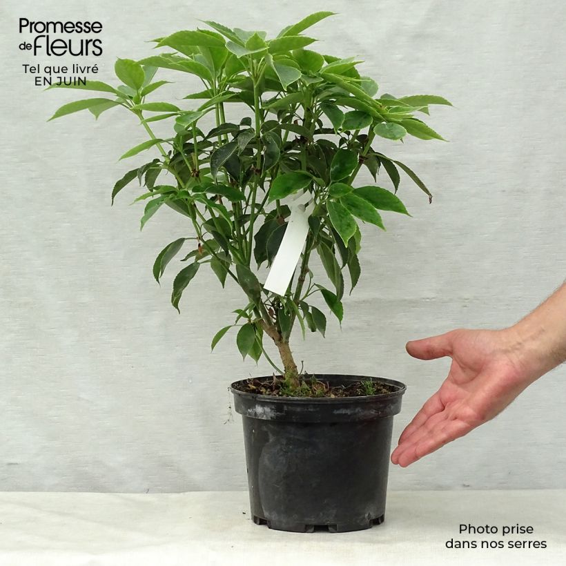 Esimerkki kesällä toimitetusta Rataspuu - Trochodendron aralioides Pot de 4L/5L-taimesta