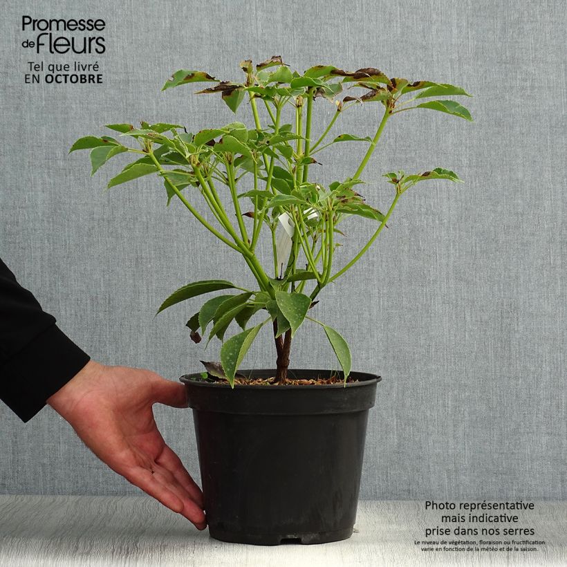 Esimerkki syksyllä toimitetusta Rataspuu - Trochodendron aralioides 4 litran/5 litran ruukku-taimesta