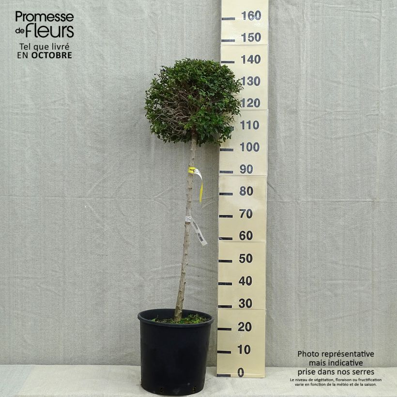 Esimerkki syksyllä toimitetusta Likusteri - Ligustrum delavayanum 12 litran/15 litran ruukku, 1/4 runko-taimesta