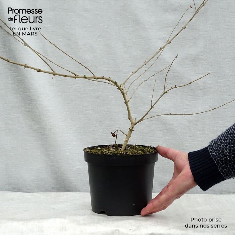 Esimerkki keväällä toimitetusta Idänlikusteri Ilvomassi Massif Pot de 2L/3L-taimesta